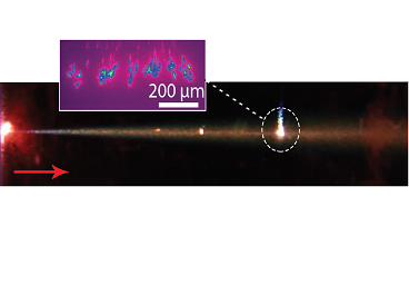 Tailoring spatial dynamics of laser filaments